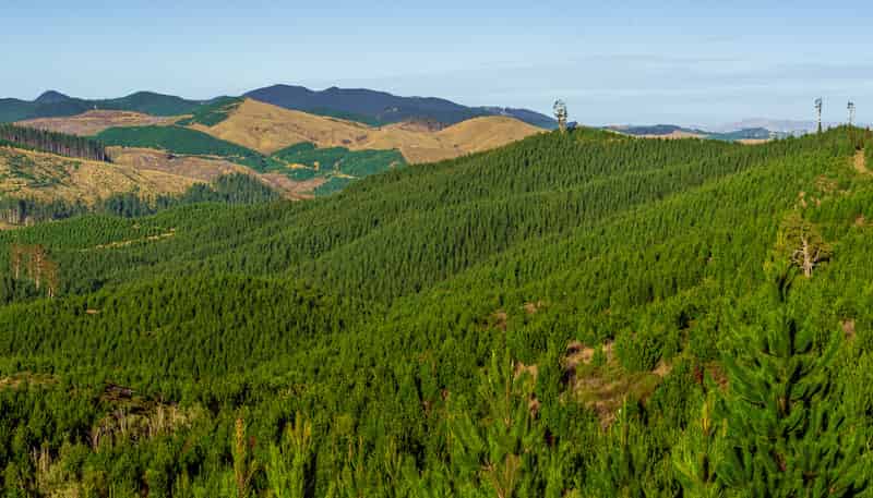  Cooper-Haukanai Forest, Masterton