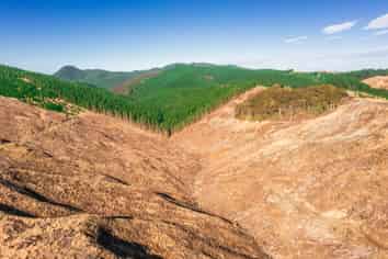  Cooper-Haukanai Forest, Masterton