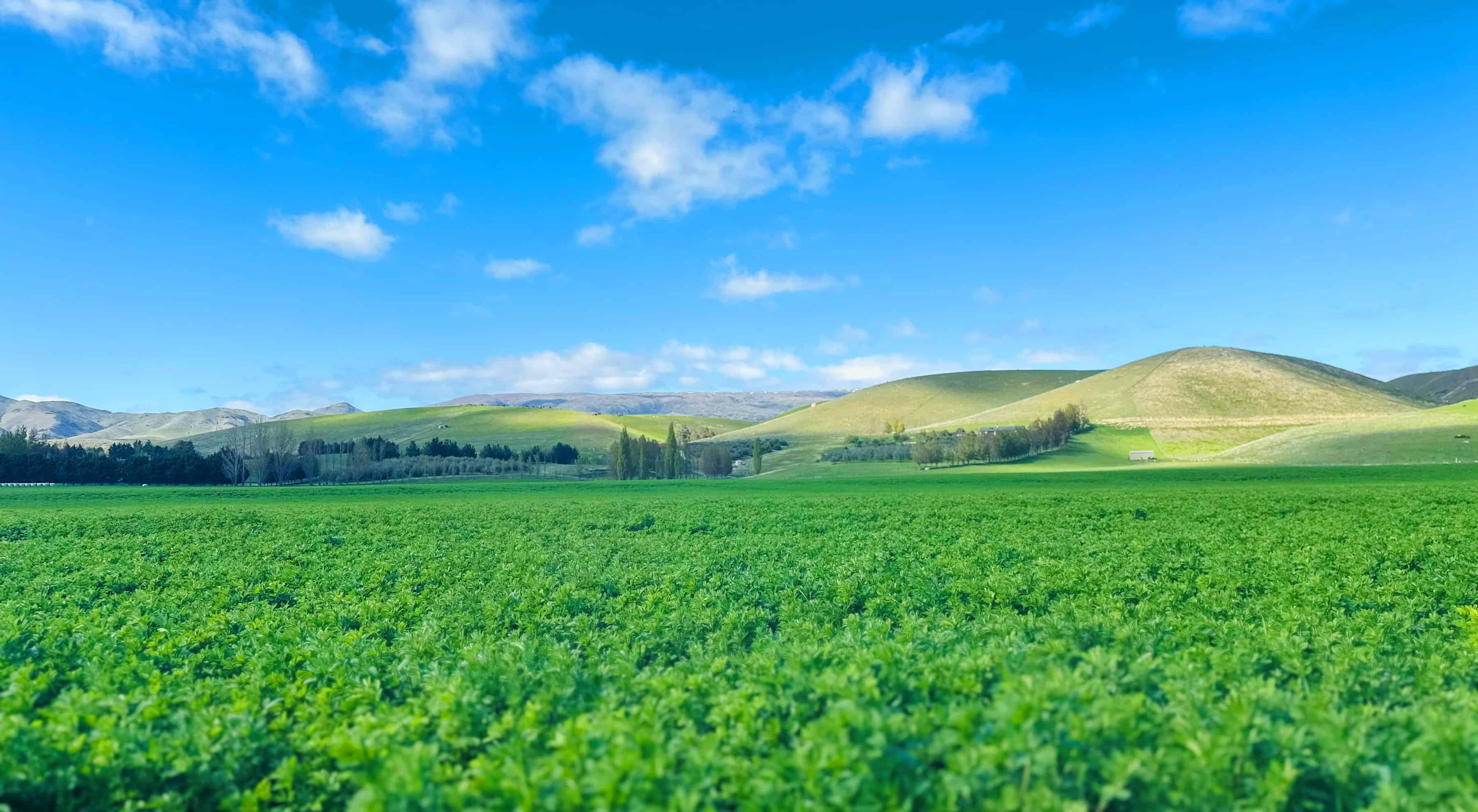 69 Thomson Road, Tarras, Central Otago For Sale realestate.co.nz