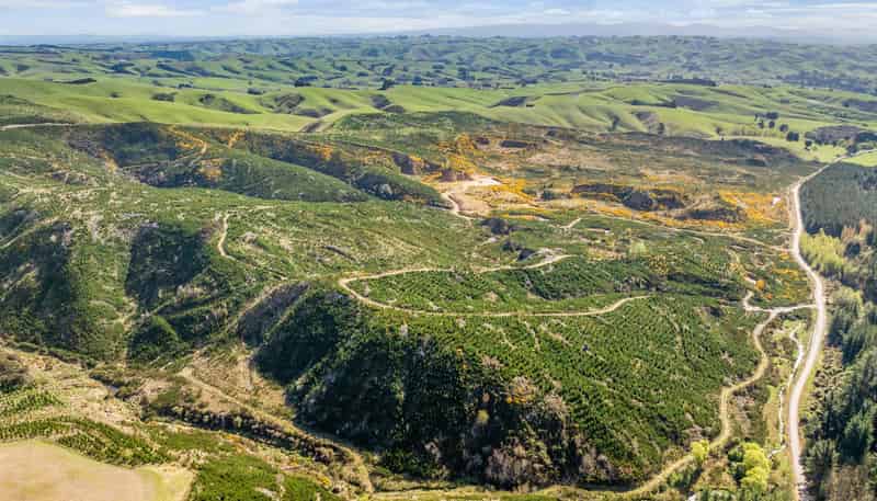  Claim Ground Forest, Waitahuna