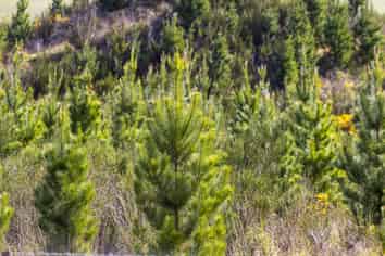  Claim Ground Forest, Waitahuna