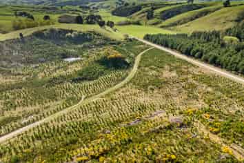  Claim Ground Forest, Waitahuna