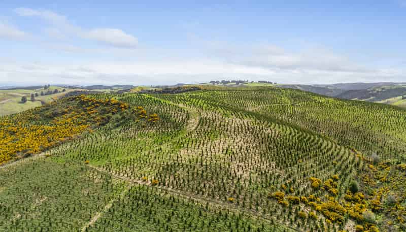 Table Hill Forest, Milton