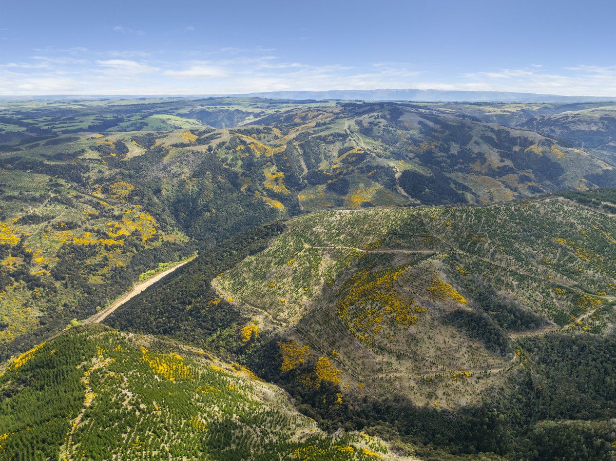 Taieri View and Bells Bush Forests - Ansicht 5