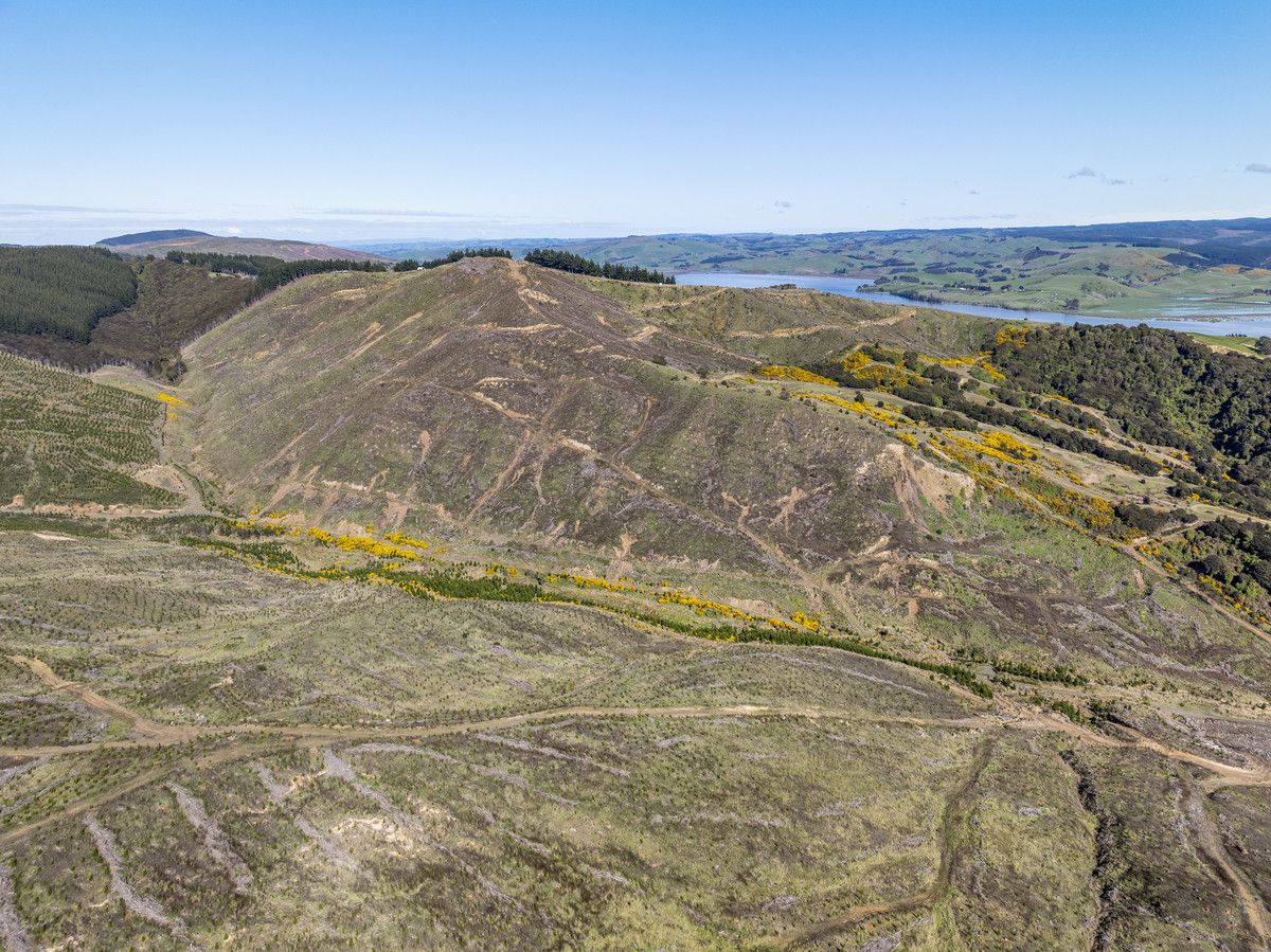 Taieri View and Bells Bush Forests - Mehr