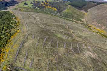 Taieri View 17 & 18 and Bells Bush Forest, North Taieri