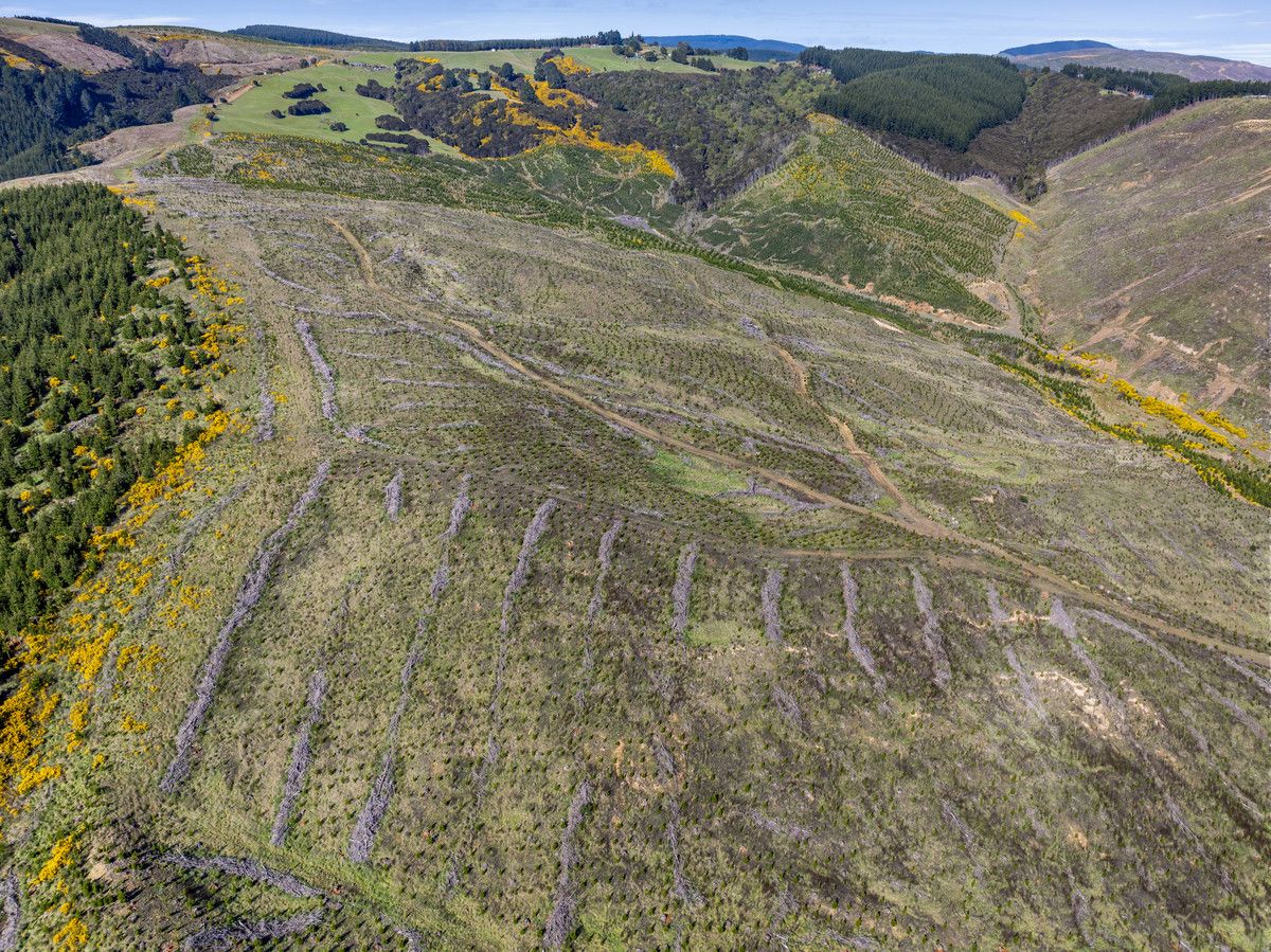 Taieri View and Bells Bush Forests - Ansicht 3