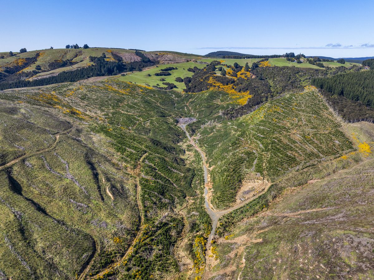 Taieri View and Bells Bush Forests - Ansicht 6