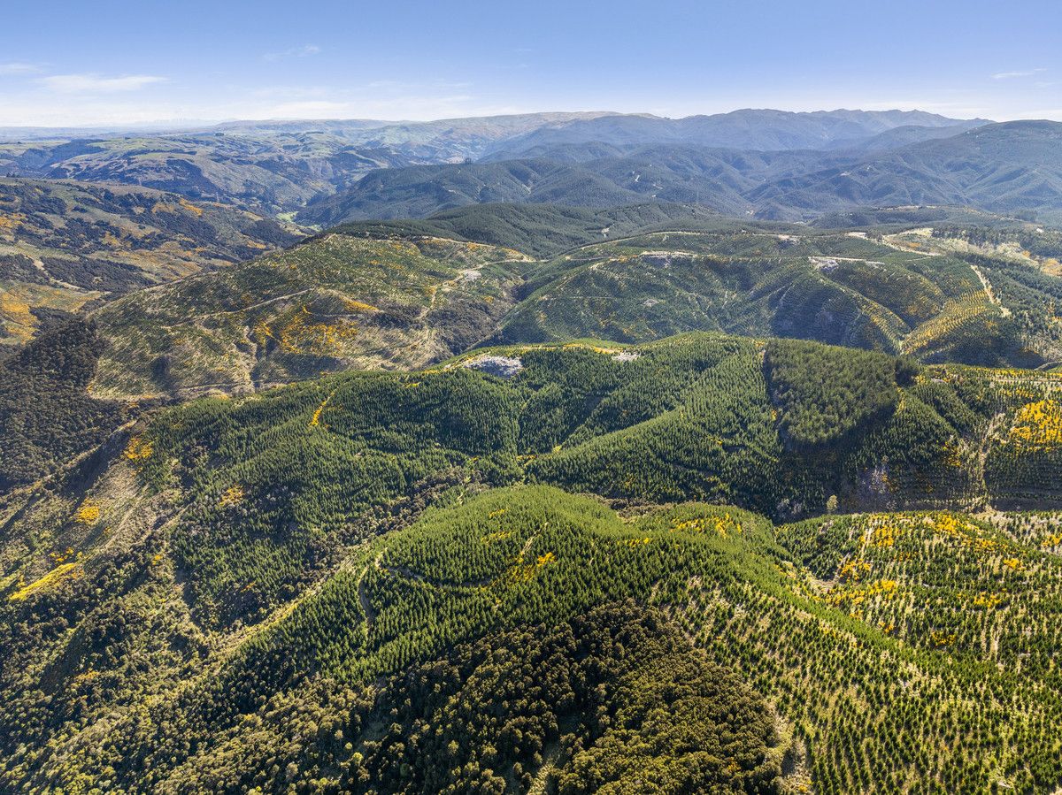 Taieri View and Bells Bush Forests - Ansicht 2