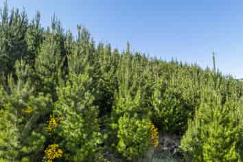  Taieri View 17 & 18 and Bells Bush Forest, North Taieri