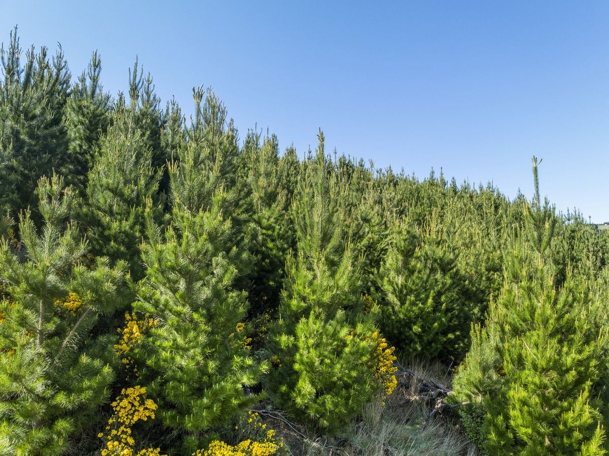 Taieri View and Bells Bush Forests - Ansicht 4