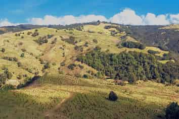  Fisher-Riley Forest, Kaitaia