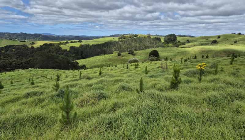  Fisher-Riley Forest, Kaitaia