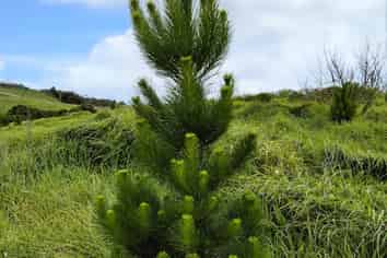  Fisher-Riley Forest, Kaitaia