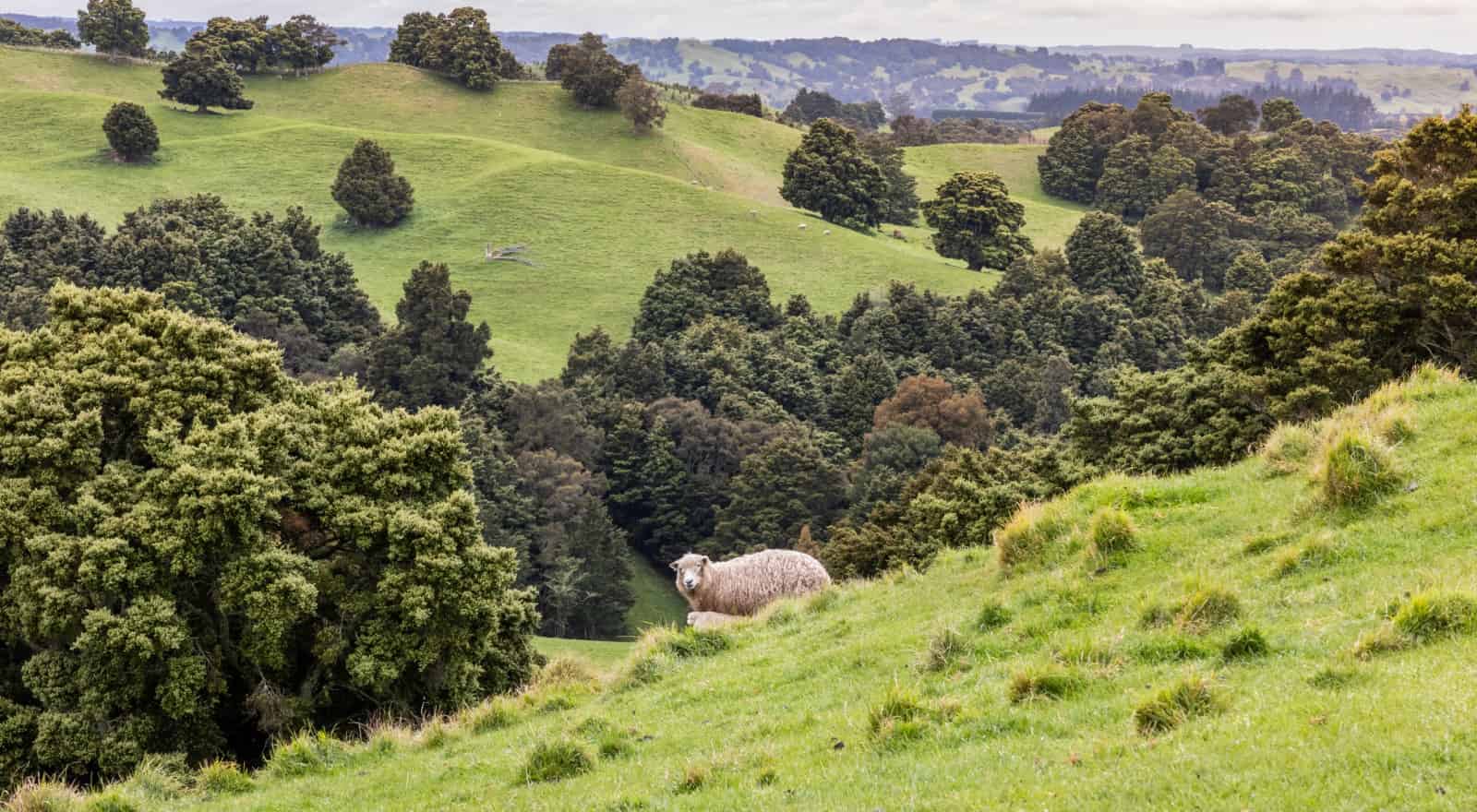 334 McLeod Road, Ongaonga, Central Hawkes Bay For Sale realestate.co.nz