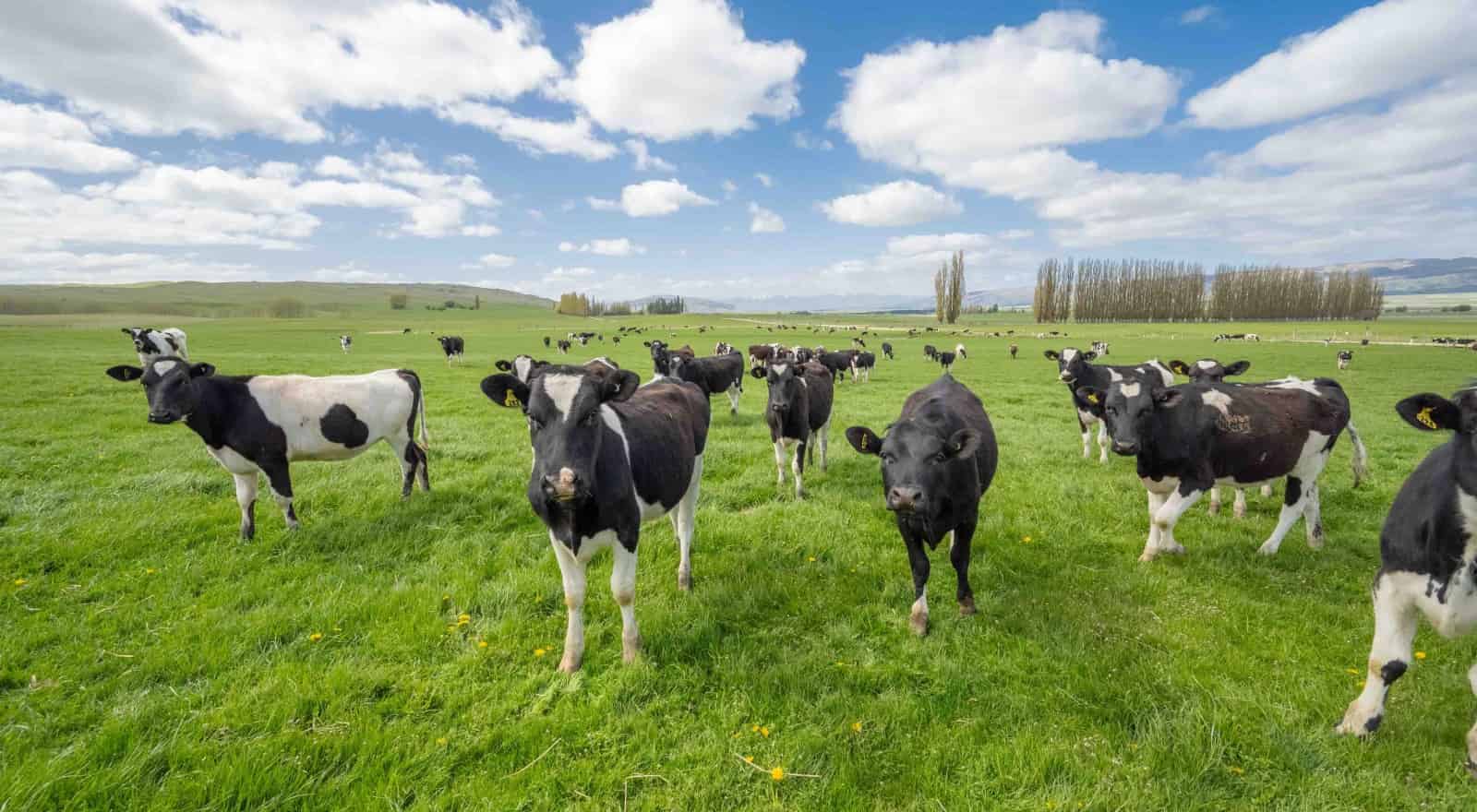 233 Auripo Road, Poolburn, Central Otago For Sale realestate.co.nz