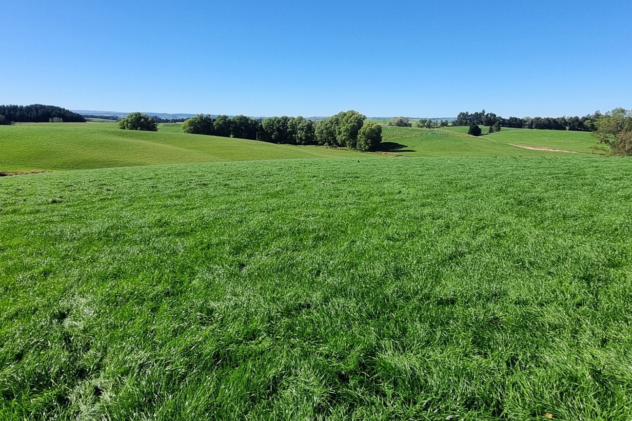 Quality Land with Purchase Options