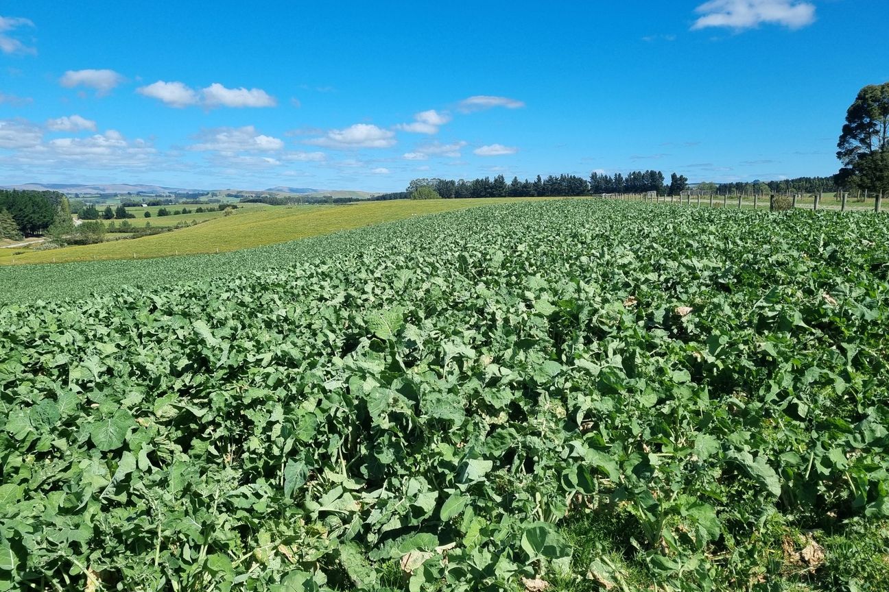 Quality Land with Purchase Options - Поглед 3