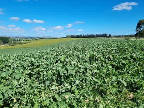 191 Chapman Road, Wharetoa