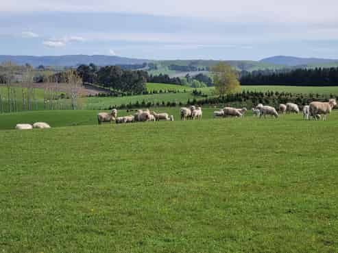 191 Chapman Road, Wharetoa