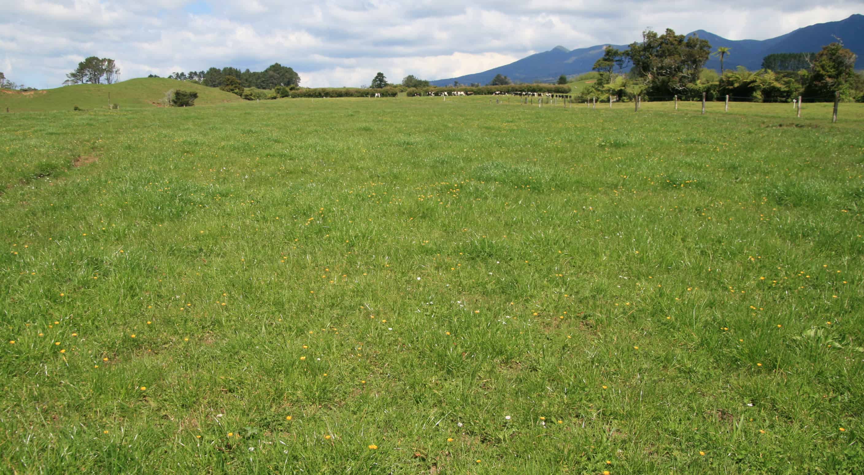 655 Plymouth Road, Omata, New Plymouth For Sale realestate.co.nz