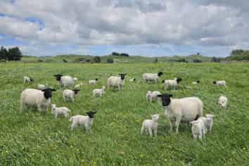 56 Oparatai Road, Pahiatua