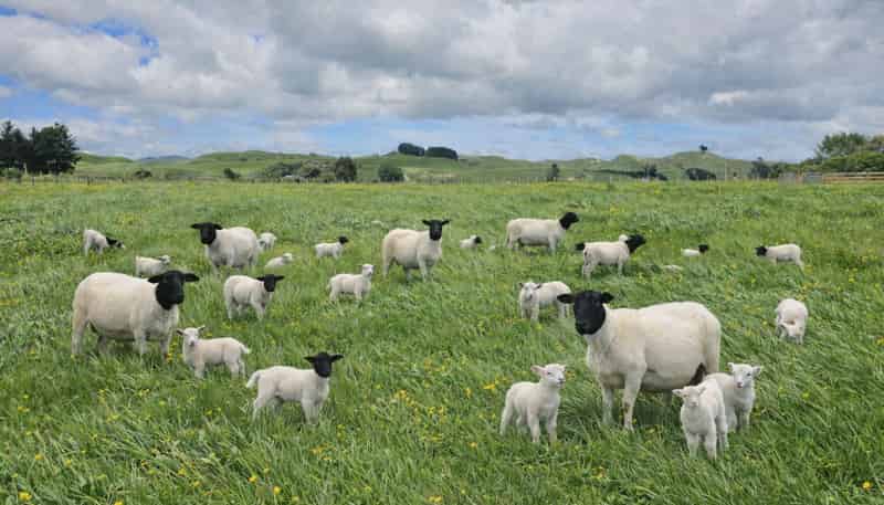 56 Oparatai Road, Pahiatua