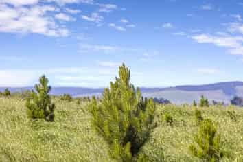  Goldfields Forest, Milton