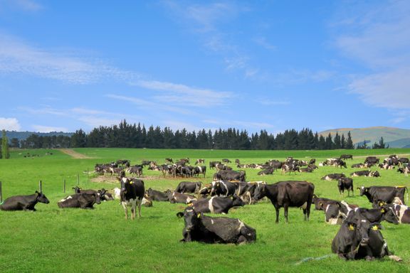 Sold - 545 Clydevale Road, Clinton and Surrounds - realestate.co.nz