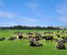 545 Clydevale Road, Clinton and Surrounds, Clutha, Otago
