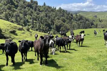 770 Owhiro Road, Otorohanga