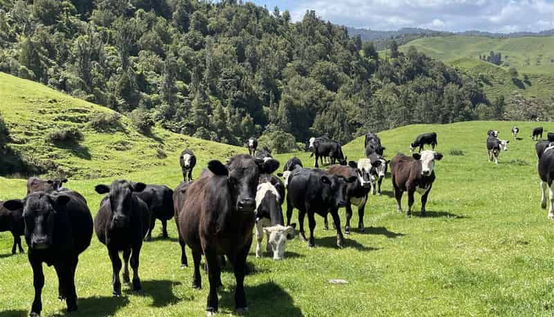 770 Owhiro Road, Otorohanga