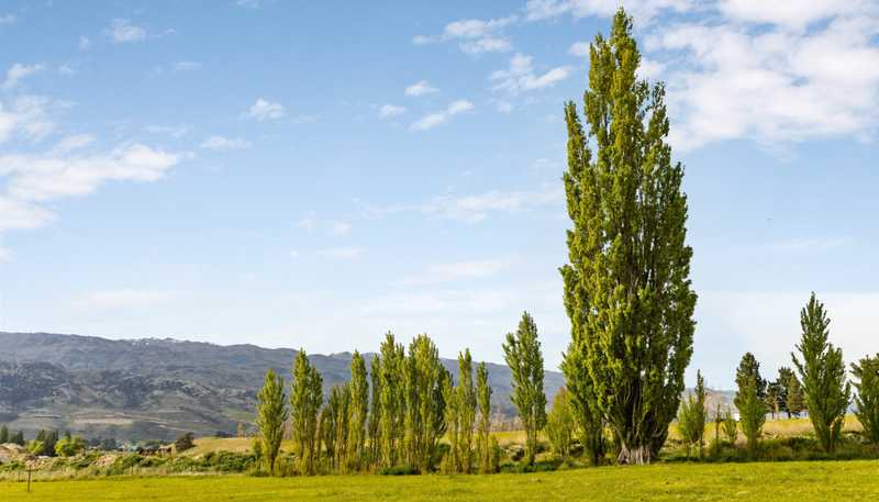 Lot  6 Luggate-Cromwell Road, Mount Pisa