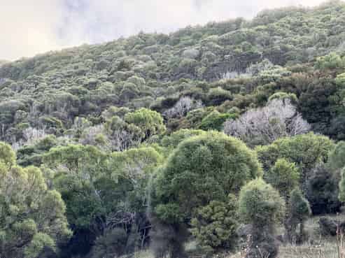 109ha - Le Bons Bay Road, Le Bons Bay