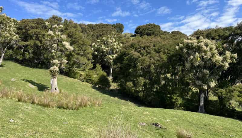 1050 Ellis Wallace Road, Eskdale