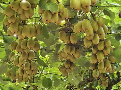 439 West Bank Road, Edgecumbe