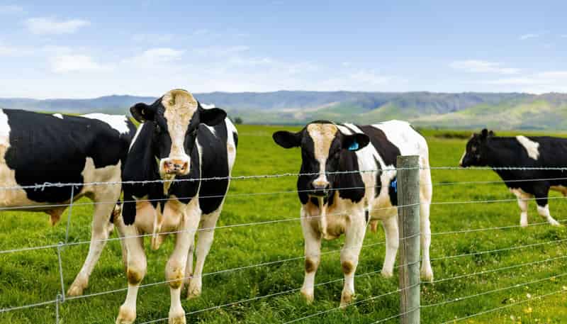  Pendella Farm, 72 Gibson Road, Ranfurly