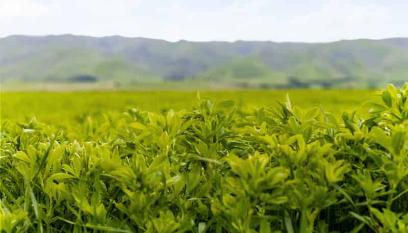  Pendella Farm, 72 Gibson Road, Ranfurly