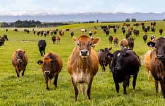  Pendella Farm, 72 Gibson Road, Ranfurly