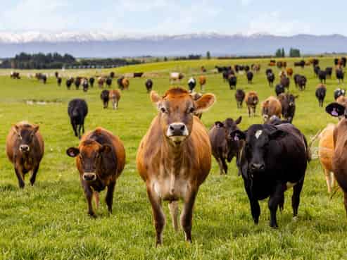  Pendella Farm, 72 Gibson Road, Ranfurly