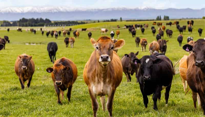  Pendella Farm, 72 Gibson Road, Ranfurly
