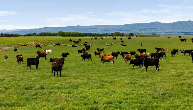  Pendella Farm, 72 Gibson Road, Ranfurly