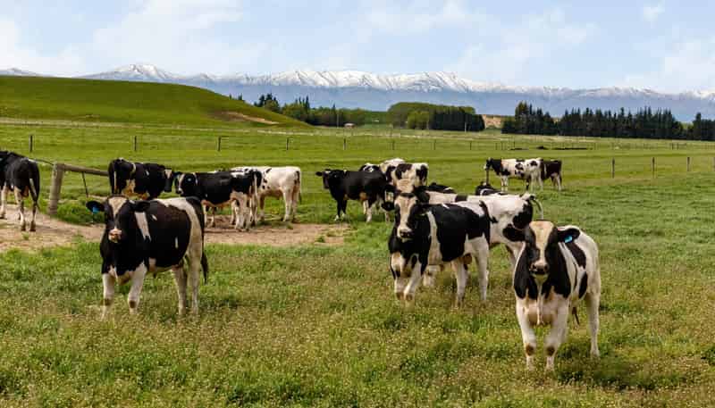  Pendella Farm, 72 Gibson Road, Ranfurly