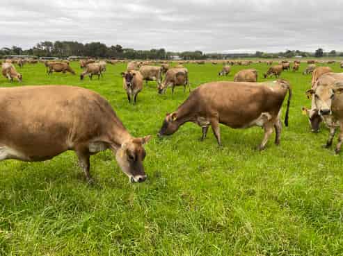 1228 Rangitikei Line, Newbury