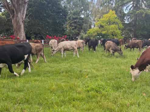 6520 Wilson Road (SH2), Netherton