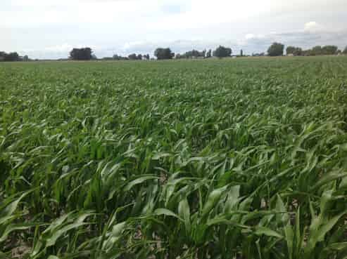 115A Hansens Line, Newbury