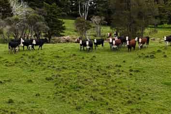 2895 State Highway 1, Umawera