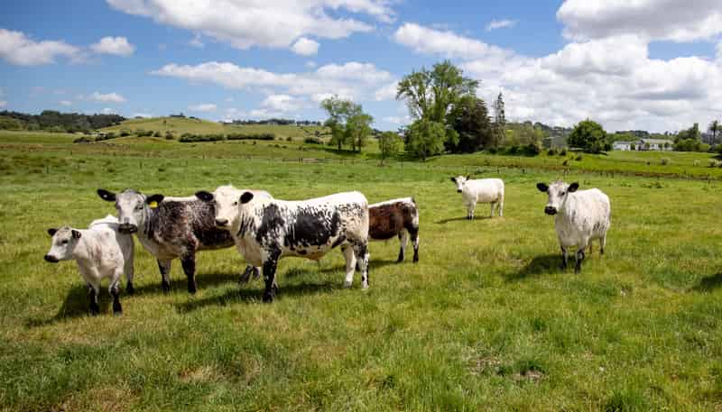 261 Parker Lane, Buckland