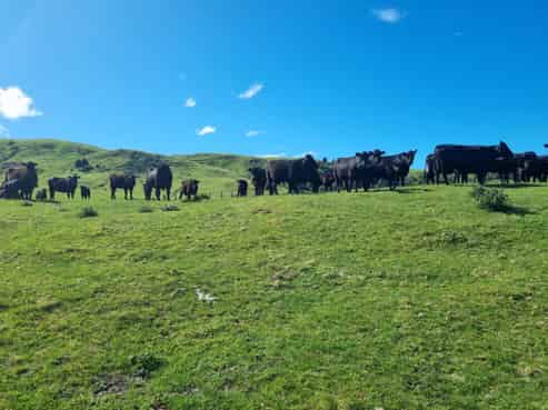 4382 Puketitiri Road, Puketitiri