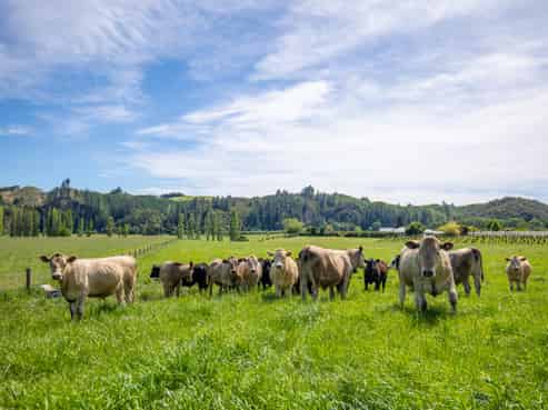 1148 Neudorf Road, Dovedale